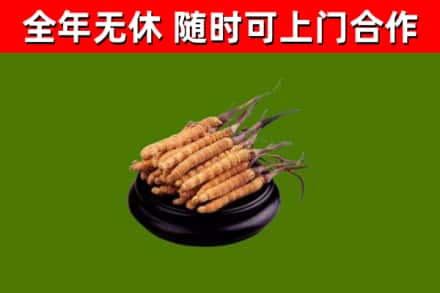 万州区回收冬虫夏草