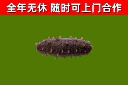 万州区回收海参干